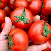 토마토10kg 저렴한 상품 추천