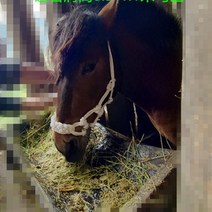 말 굴레 고삐 재갈 세트 훈련 하네스 승마 용품 조련, 단일사이즈, 소형말 로프