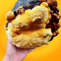 커스마일 2년산 장수 상황버섯 산지직송 200g, 400g(박스포장)