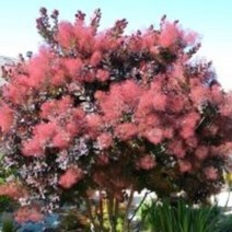 착한가격 광일농원 자엽안개나무 묘목 2주, 1개