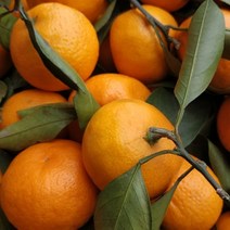 자몽가격 자몽5KG 골드자몽 자몽청만들기 [특등급] 자몽효능 자몽, 5KG, 5KG