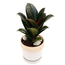 아침향기 공기정화식물 도토리화분 40종, 멜라닌, 도토리 화이트