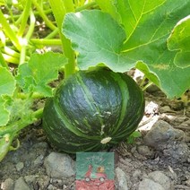 제주도_단호박_5kg_미니밤호박_프리미엄과(340-500g)_밤호박 49E3, 상세페이지 참조