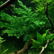 [미미네아쿠아]볼비티스 2벌브, 단일속성