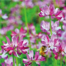 아시아종묘 잔디씨앗종자 자운영 1KG