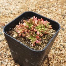 [다육식물]소인제금