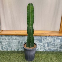 무지개정원 귀면각 선인장 70-900cm (기둥선인장 오각주 육각주 측성각 백운각)