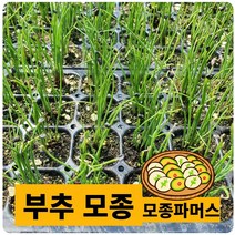 (모종파머스) 부추모종 40포기 쌈채소기르기, 40개