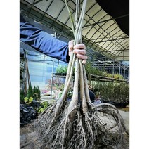 향수묘목농원 신령 왕호두 묘목 40cm~내외 포트묘, 왕호두40cm내외포트묘, 1개