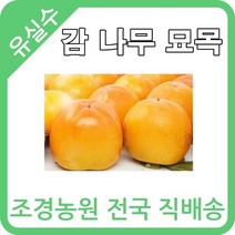 대한조경농원 감 나무 묘목 (1년생 5주묶음) [대봉 왕대봉 둥시 차량 단감 태추 청도반시], 청도반시