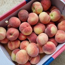 반납작 복숭아 대극천 500g 대과 4과내외, 1, 본상품선택