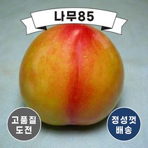 (나무85) 자두나무 묘목 5종 시리즈, 1. 대왕자두 접1 ( 2주묶음 )