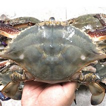 서해자연산꽃게 꽃게시세 손질게 꽃게1키로, 서해안 손질꽃게 2kg