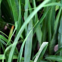 캔들바다 에센셜오일 - 시트로넬라 Citronella, 100ml