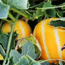 [산지직송] 소미네 성주꿀참외 아삭달콤 싱싱한 참외만 엄선, 1box, 06.참외 5kg 정품 꼬마과(30과내외)