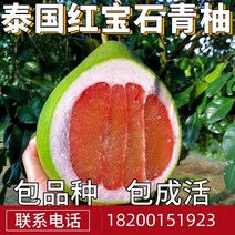 자개보석함 루비 청유묘대토남 북방 마당 빅과일 묘목분재 붙이기 유자 묘목 현재 연도 결과, T03-5년 Miao의 결과, C01-70cm포함-79cm포함