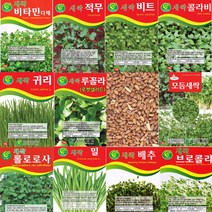 살아있는 새싹씨앗 모음 새싹 종자 년중 재배 모듬 귀리 비트 루꼴라 밀 보리 무순 브로콜리 케일 청경채 롤로로사 씨 키우기, P-새싹귀리 x 1개