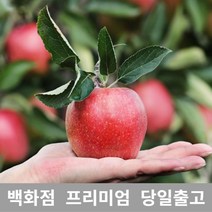 도봉물산특가_[국내산] 사과 10kg 사과 과일 부사 추석 과일종류 과일 부사, 1, 본상품선택