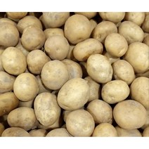 포슬포슬 맛있는 햇감자 수미감자 사이즈별, 중, 20kg