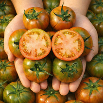 [타임특가 핫딜] 농협인증 부산 짭짤이 대저토마토,