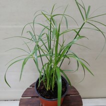 [성심] 시페루스040, 1개