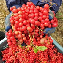 왕언니 국내산 100% 오미자 문경오미자 세척오미자 오미자생과 산지직송 3kg 5kg 10kg, 생오미자 3kg