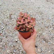 꽃백화점 신종오렌지휘토니아 10~25cm 29, 1개