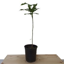 [카니발플라워]황칠나무_중(cf386)