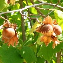 헤이즐넛 개량개암묘목 평오 대과종 / 고소함이 일품 / 2년생 FT5-0