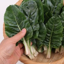 근대나물 1kg 팔팔마켓 국내산 국거리용 생 근대