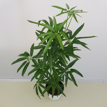 [해피그린 화원 ] 줄기가 대나무를 닮은 대나무 홍콩야자 139 화원 농원, 1개