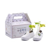 마음백신 그로우키트 방울토마토 해바라기 특별한 화분 키우기 세트