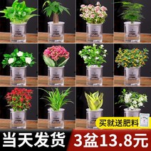 가정용 식물재배기 수경재배기 새싹재배기 녹색 딜 행운 나무 매달린 난초 꽃 화분 실내 아스파라거스 즙이 많은 포름 알데히드 수경 작은 녹색 식물은 키우고 제거하기 쉽습니다, 슈퍼 밸류 6화분 루루 + 복죽 + 타이베고니아, 분지