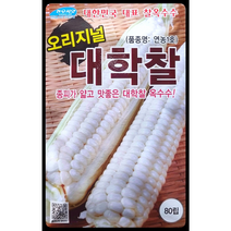 AR 오리지널 맛좋은 대학찰옥수수 씨앗 80립