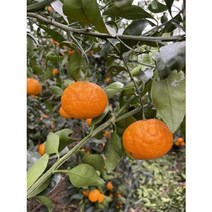 제주 설국향 수라향 신비향 아스키 고당도 만감류 감귤 가정용 3kg 5kg 10kg, 설국향 (가정용) 10~15과 3kg, 1개