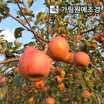 사과나무 유실수 정원수 가림원예조경, 부사후지(미얀마) R3cm 자근묘 결실주