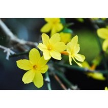 영춘화 10주