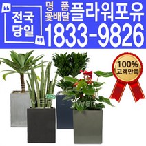 관엽식물 공기정화식물 대전 대구 울산 개업화분 화분배달, (선택95)토끼선인장