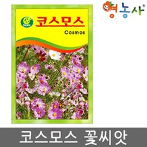 코스모스씨앗 약50립, 코스모스, 1개