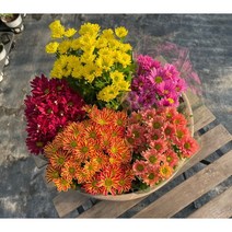 서비내 미니국화 3종세트(색상랜덤) 다년초 야생화 키우기쉬운화분 노지월동 서비야드 서비야드플라워아울렛, 3개묶음(색상랜덤), 1개