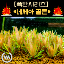 [수초폭탄] 기간한정 반값할인 고급스러운 금빛을 가진 희귀수초 네세아 골든(4줄기) / 초보수초 레이아웃 미니어항 희귀수초