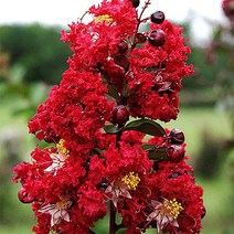 배롱나무(다이너마이트)화분(개화주분)묘목/c2375, 1개