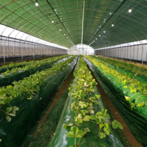 해충 억제 녹색 멀칭 비닐 두께0.03mm 폭100cm 길이200m 농업용 농사용 썬라이크 필름, 100cm/200m(일반농/텃밭농 등)