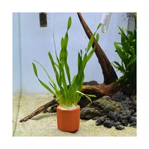 스크류 발리스네리아 [3촉] 무포트, 단품