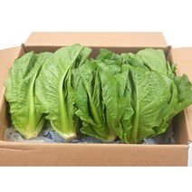 야채왕 로메인 통로메인 로메인상추 샐러드용 (1.8kg~2kg) 당일작업, 1.8~2kg, 1박스