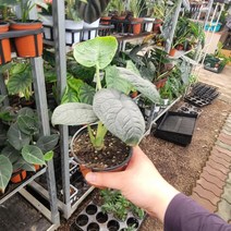 무배특가 실내공기정화식물 알로카시아 멜로 소품 10-25cm 99
