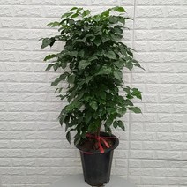 녹보수52 - 공기정화식물, 1개