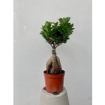 14900 인삼펜더 펜다 고무나무 중대품 35~50cm