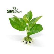 SM 인조수초 나나 [촉-5807], 단품