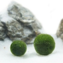 일본 미니 마리모 2~2.5cm (대) / 마리모키우기, 1개